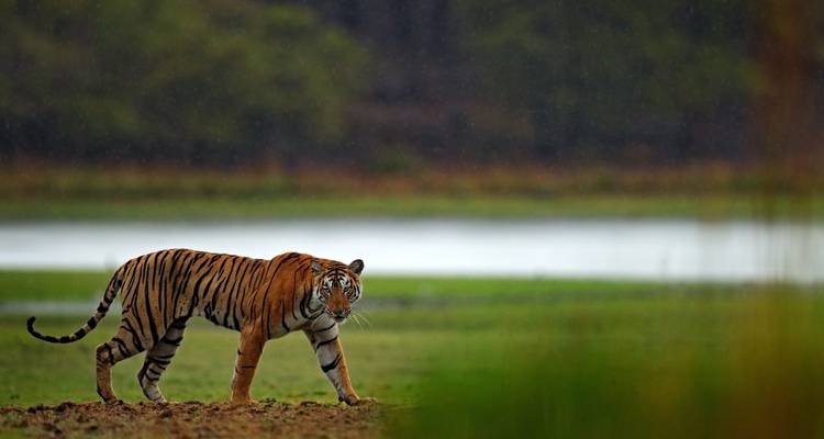 Eenzame tijger in een open grazig gebied met regen.