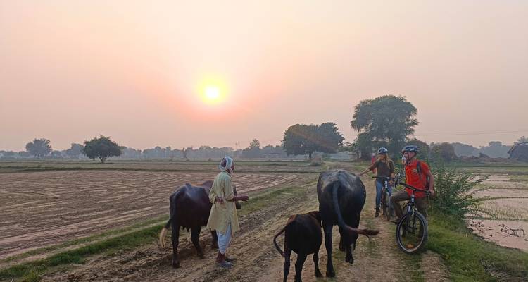 Cyclists interacting with a local farmer and buffaloes during sunset.