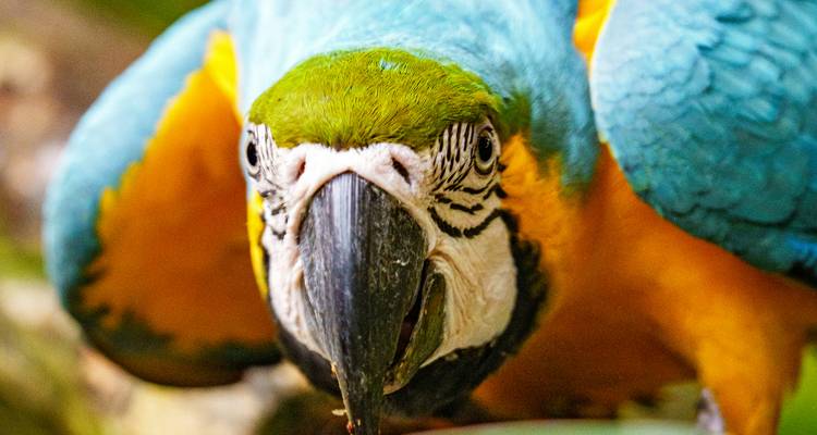 Retrato de cerca de un colorido guacamaya azul y dorada mirando directo a la cámara.