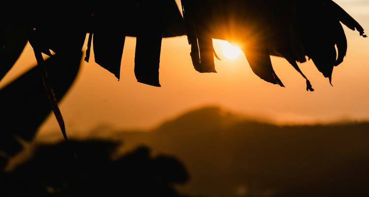 Luz dorada del amanecer filtrándose a través de hojas de plátano con la silueta de colinas distantes.