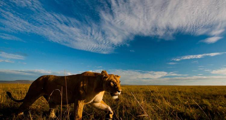 Lone lioness walking across a savannah at sunset.