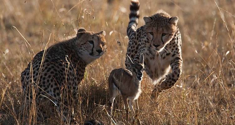 Deux guépards chassant une petite antilope dans les prairies.