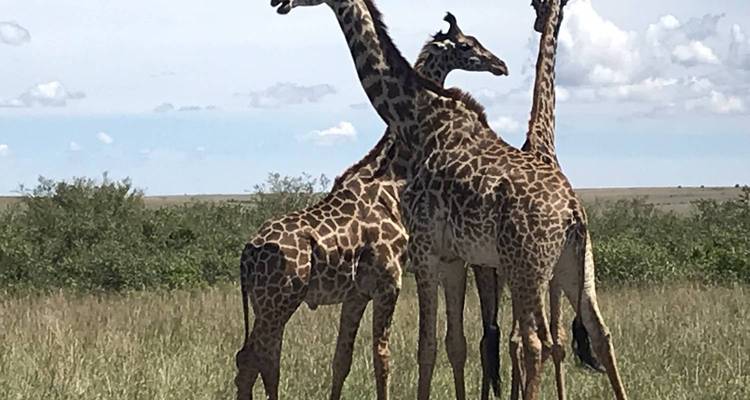 Vol dans le Masai Mara - forfait de 4 jours - Kilimanjaro Wonders Expedition Safari 5