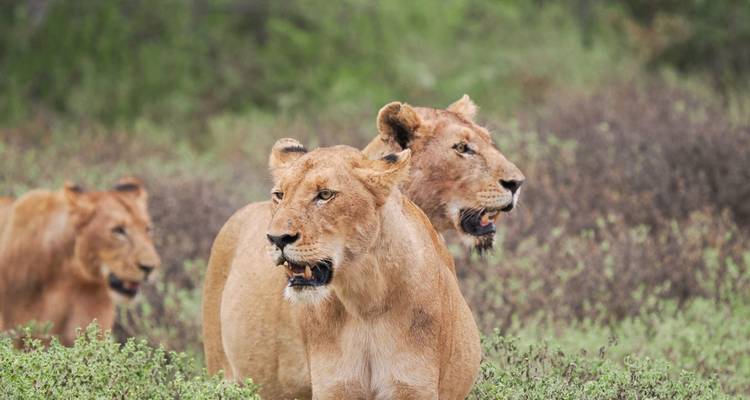 Löwen in einem natürlichen Lebensraum.