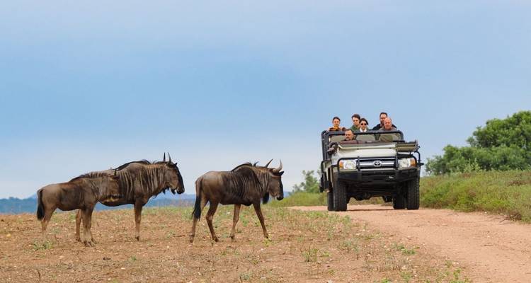 Safari-Fahrzeug mit Menschen, die Gnus beobachten.