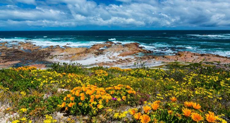 Küstenlandschaft mit felsiger Küstenlinie und Blumen.