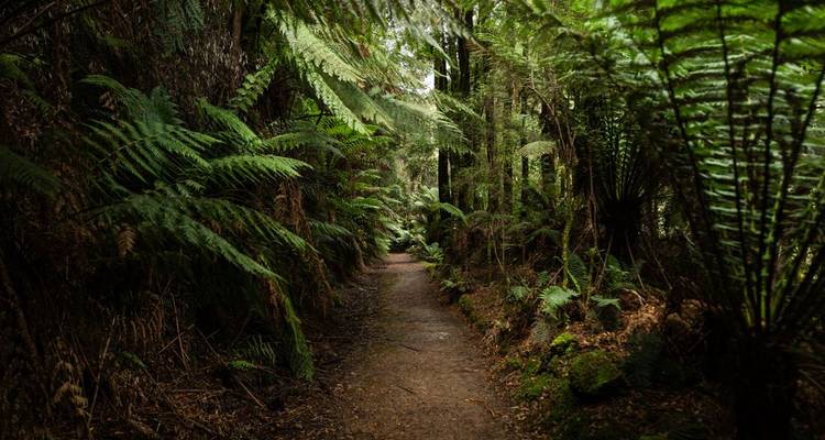 Walk Tasmania's Tarkine & Cradle Mountain (5 destinations) - Intrepid Travel 2