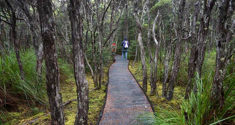 Randonneur avec sac à dos marchant le long d'une passerelle surélevée à travers une forêt humide dense