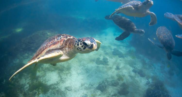Meeresschildkröten schwimmen unter Wasser über einem Korallenriff.