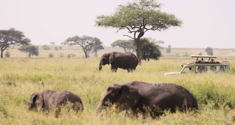 Elefantes y un vehículo de safari en la sabana.