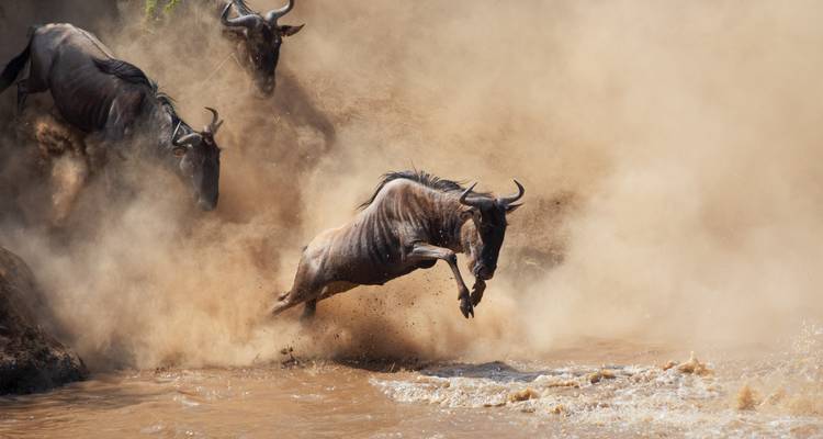 Ñus cruzando un río durante una migración.