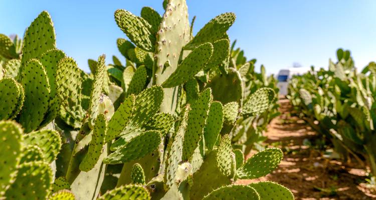 Cactus de chumbera creciendo en un campo bajo un cielo azul despejado.