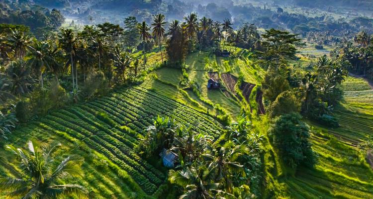 Lush green landscape with palm trees and sunlight.