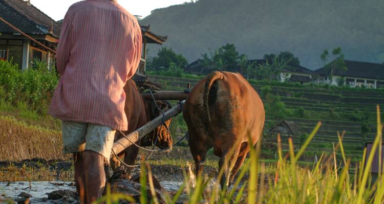 Fermier labourant les rizières avec des bœufs dans un cadre verdoyant luxuriant.
