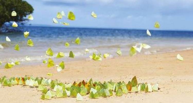 The Gentle Amazon and the Tapajós River - An enchanting and intimate cruise to the Amazon's most beautiful beaches (port-to-port cruise) - CroisiEurope River Cruises 10