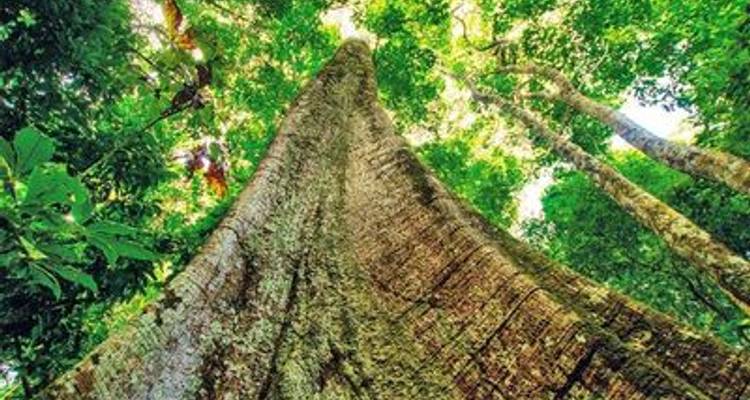 The Gentle Amazon and the Tapajós River - An enchanting and intimate cruise to the Amazon's most beautiful beaches (port-to-port cruise) - CroisiEurope River Cruises 4