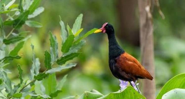Cruise in the Heart of the Original Amazon - An exploration deep into the jungle, between Brazil and Colombia (port-to-port cruise) - CroisiEurope River Cruises 10