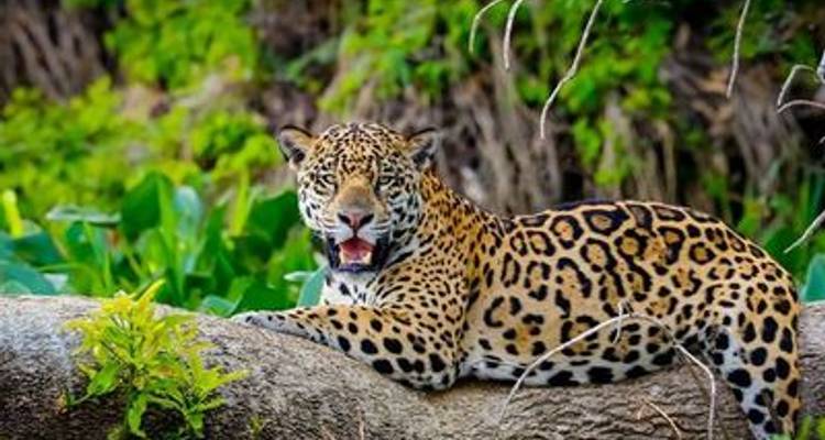 Cruise in the Heart of the Original Amazon - An exploration deep into the jungle, between Brazil and Colombia (port-to-port cruise) - CroisiEurope River Cruises 4