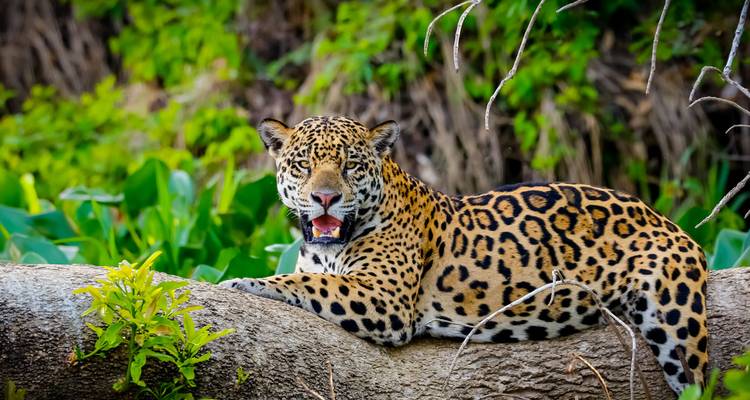 Jaguar se reposant sur un tronc d'arbre dans un environnement luxuriant.