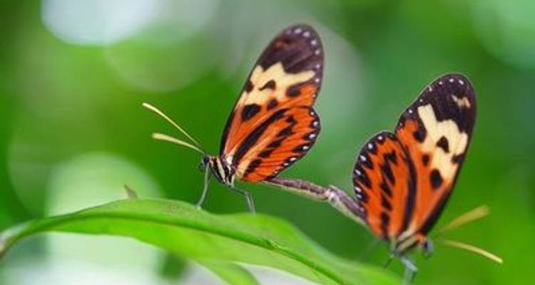 Cruise into the Heart of Primal Amazonia - An exploration at the edge of the jungle, between Brazil and Colombia (port-to-port cruise) - CroisiEurope River Cruises 7