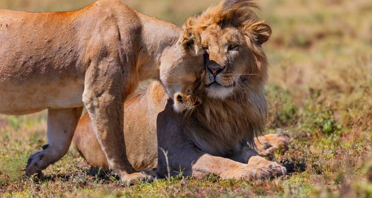 León y leona en una sabana herbosa, mostrando comportamiento afectuoso.