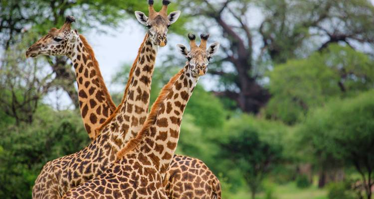 Tres jirafas paradas juntas en un paisaje verde.