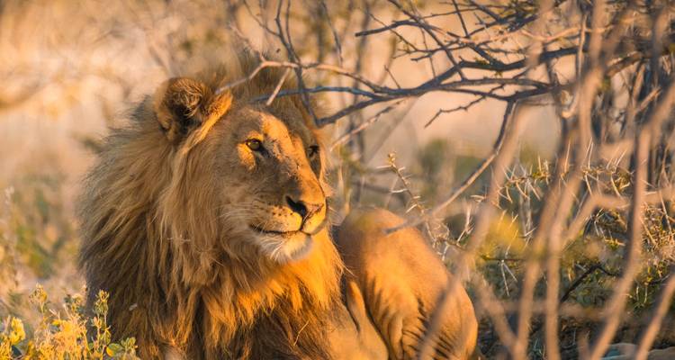 Namibia Meets South Africa: Desert Road Trip & Wildlife Glamping - journaway DACH 5