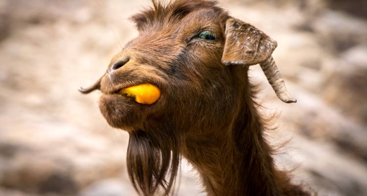 Goat eating an orange, with a focus on its face.
