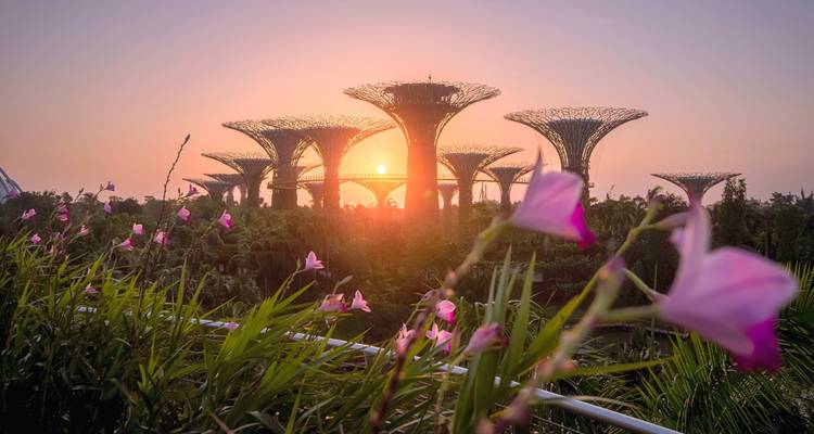 Supertree Grove bei Sonnenuntergang in Gardens by the Bay mit Blumen im Vordergrund.