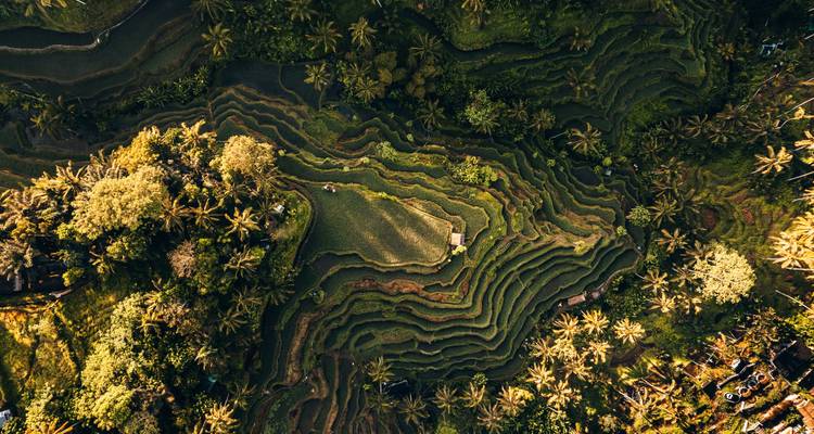 Luftaufnahme von terrassierten Reisfeldern, umgeben von üppiger Vegetation.
