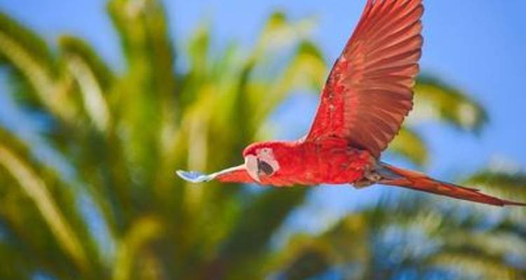 Along the Amazon and the Rio Negro, An Exclusive Cruise through Pristine and Hidden Nature (port-to-port cruise) - CroisiEurope River Cruises 9