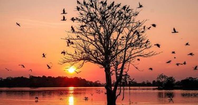 Along the Amazon and the Rio Negro, An Exclusive Cruise through Pristine and Hidden Nature (port-to-port cruise) - CroisiEurope River Cruises 8