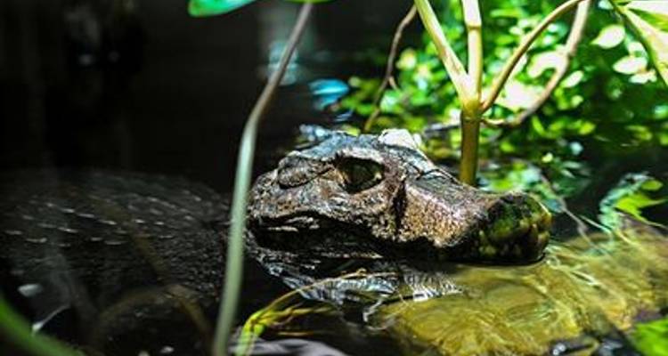 Along the Amazon and the Rio Negro, An Exclusive Cruise through Pristine and Hidden Nature (port-to-port cruise) - CroisiEurope River Cruises 7