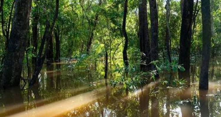 Along the Amazon and the Rio Negro, An Exclusive Cruise through Pristine and Hidden Nature (port-to-port cruise) - CroisiEurope River Cruises 2