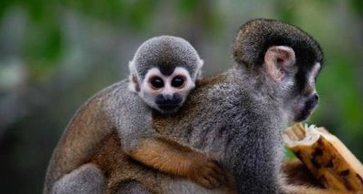 Gentle Amazon & the Tapajós River - An Enchanting and Intimate Cruise to the Most Beautiful Beaches of the Amazon (port-to-port cruise) - CroisiEurope River Cruises 9