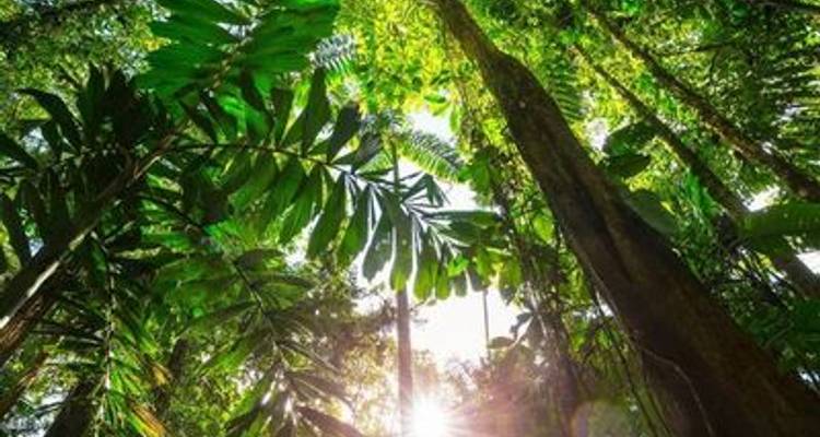Gentle Amazon & the Tapajós River - An Enchanting and Intimate Cruise to the Most Beautiful Beaches of the Amazon (port-to-port cruise) - CroisiEurope River Cruises 3