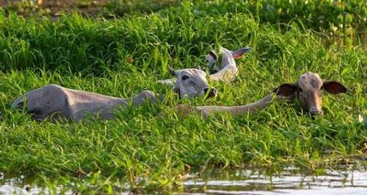 Gentle Amazon & the Tapajós River - An Enchanting and Intimate Cruise to the Most Beautiful Beaches of the Amazon (port-to-port cruise) - CroisiEurope River Cruises 1
