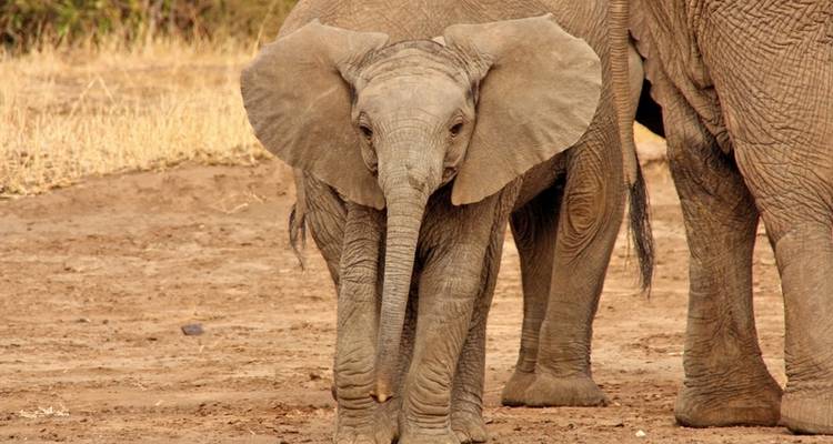 Victoria Falls & Safari Adventure from Victoria Falls/to Kasane - MEIERS WELTREISEN 4