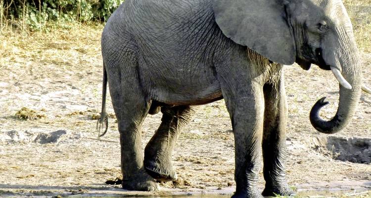 Victoria Falls & Safari Adventure from Victoria Falls/to Kasane - MEIERS WELTREISEN 7