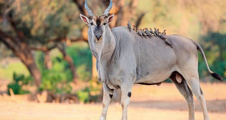 Victoria Falls & Safari Adventure from Victoria Falls/to Kasane - MEIERS WELTREISEN 9