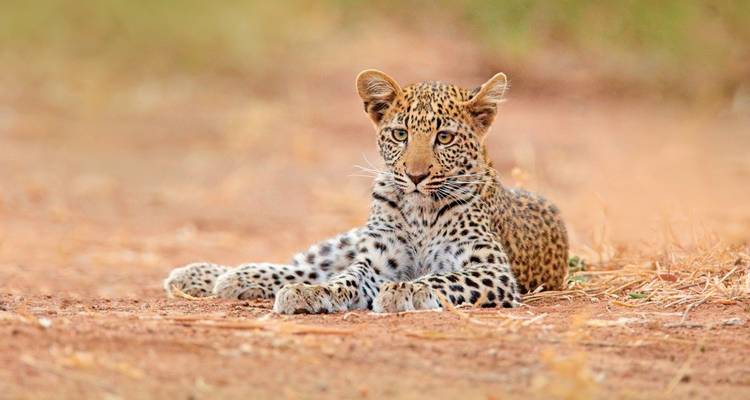 Victoria Falls & Safari Adventure from Victoria Falls/to Kasane - MEIERS WELTREISEN 10