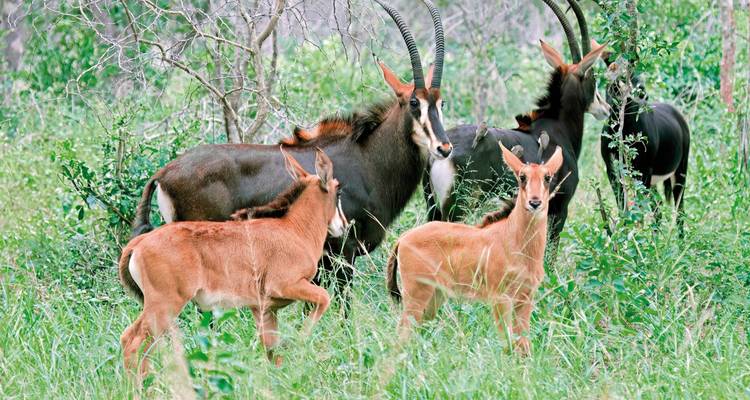 A group of antelopes in a grassy area.