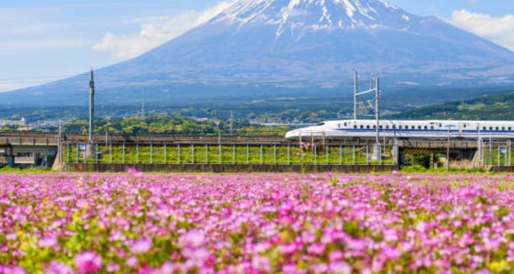 7 Day Best of Japan Cherry Blossom Tour 2026 | Small Group Sakura Experience - UME Travel Co. Ltd 1