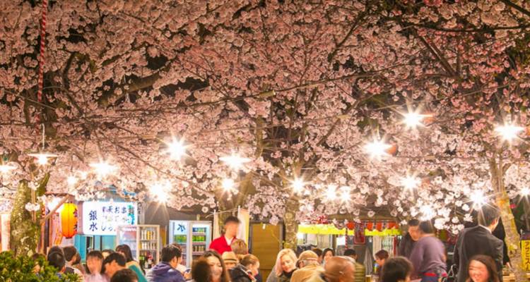 7 Day Best of Japan Cherry Blossom Tour 2026 | Small Group Sakura Experience - UME Travel Co. Ltd 7