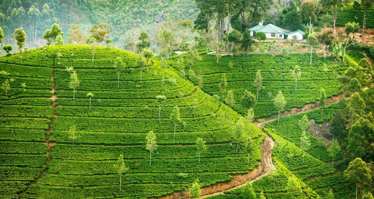 Weelderige groene theeplantages op terrasvormige heuvels.