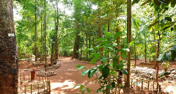 Weelderige tropische tuin met een kronkelend pad in een bos.