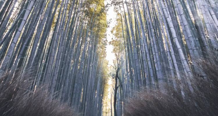 Circuit de 3 jours à Kyoto, Osaka et Nara au départ de Tokyo - LAAL DMC  4