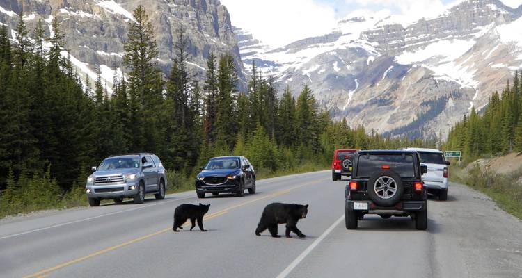 Circuit Premium de printemps et d'automne dans les Rocheuses - Discover Canada Tours 7
