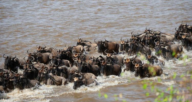 14 jours de randonnée dans le Serengeti, le Masai Mara et les gorilles - Rumara Safaris 2