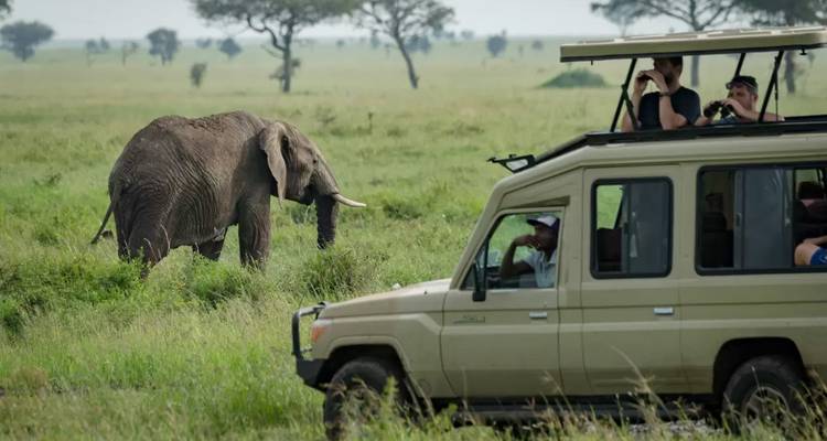 14 jours de randonnée dans le Serengeti, le Masai Mara et les gorilles - Rumara Safaris 3